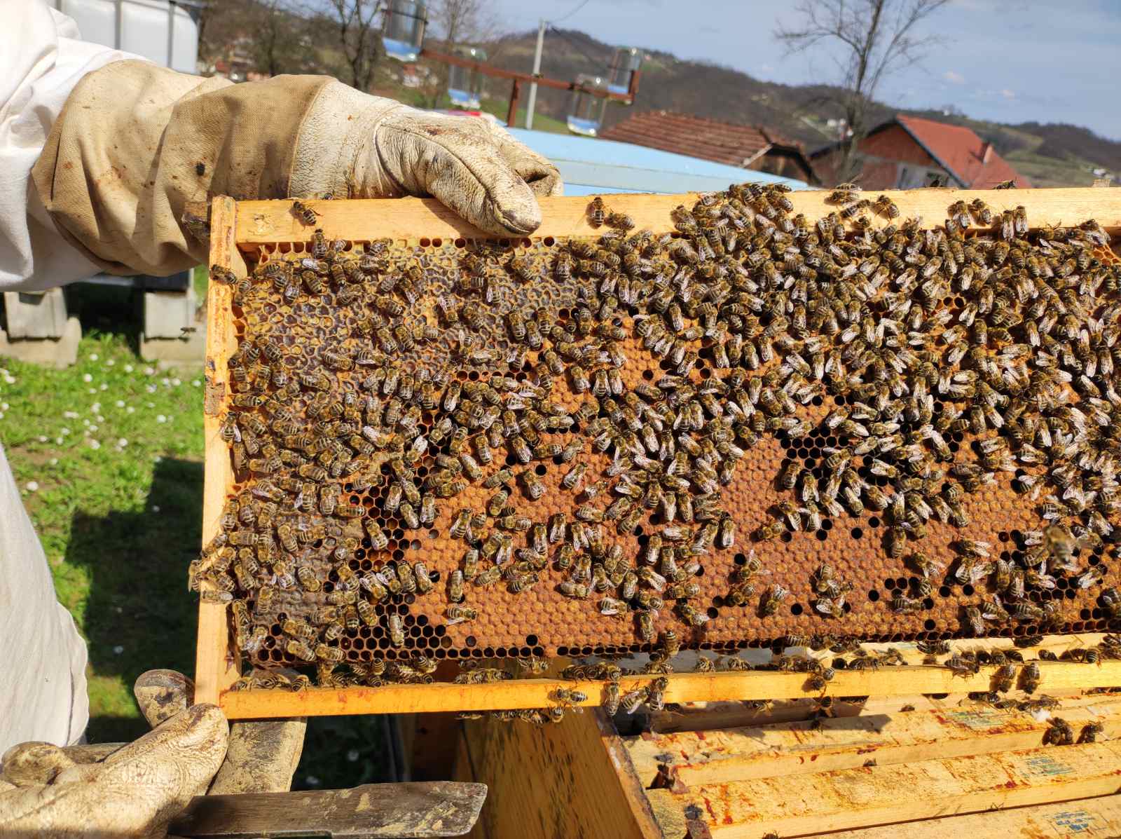 Pčelarstvo Velić, Todorovo, Velika Kladuša, BiH
