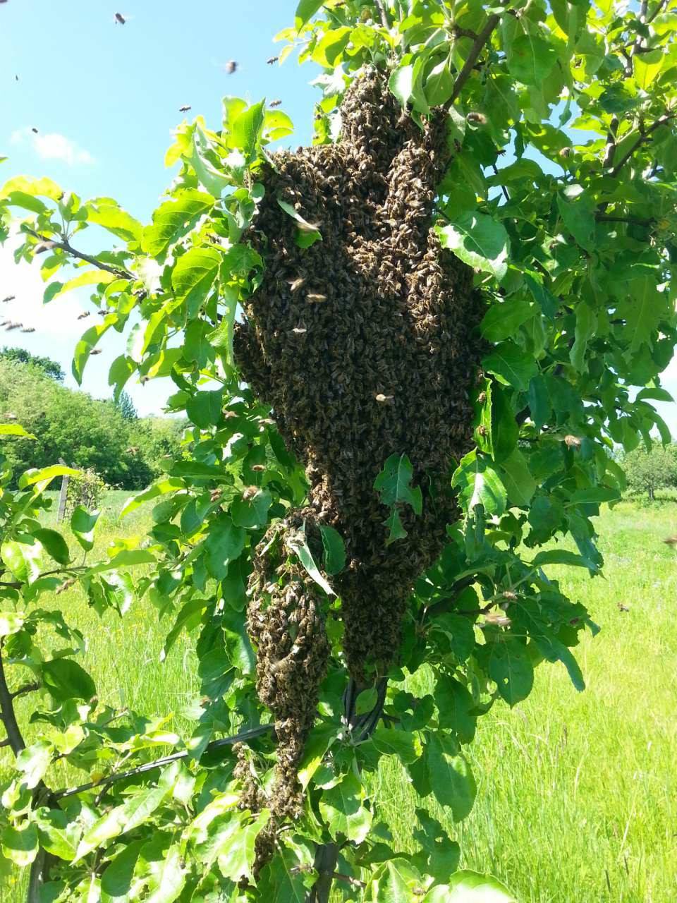 Pčelarstvo Gulamić Zenica