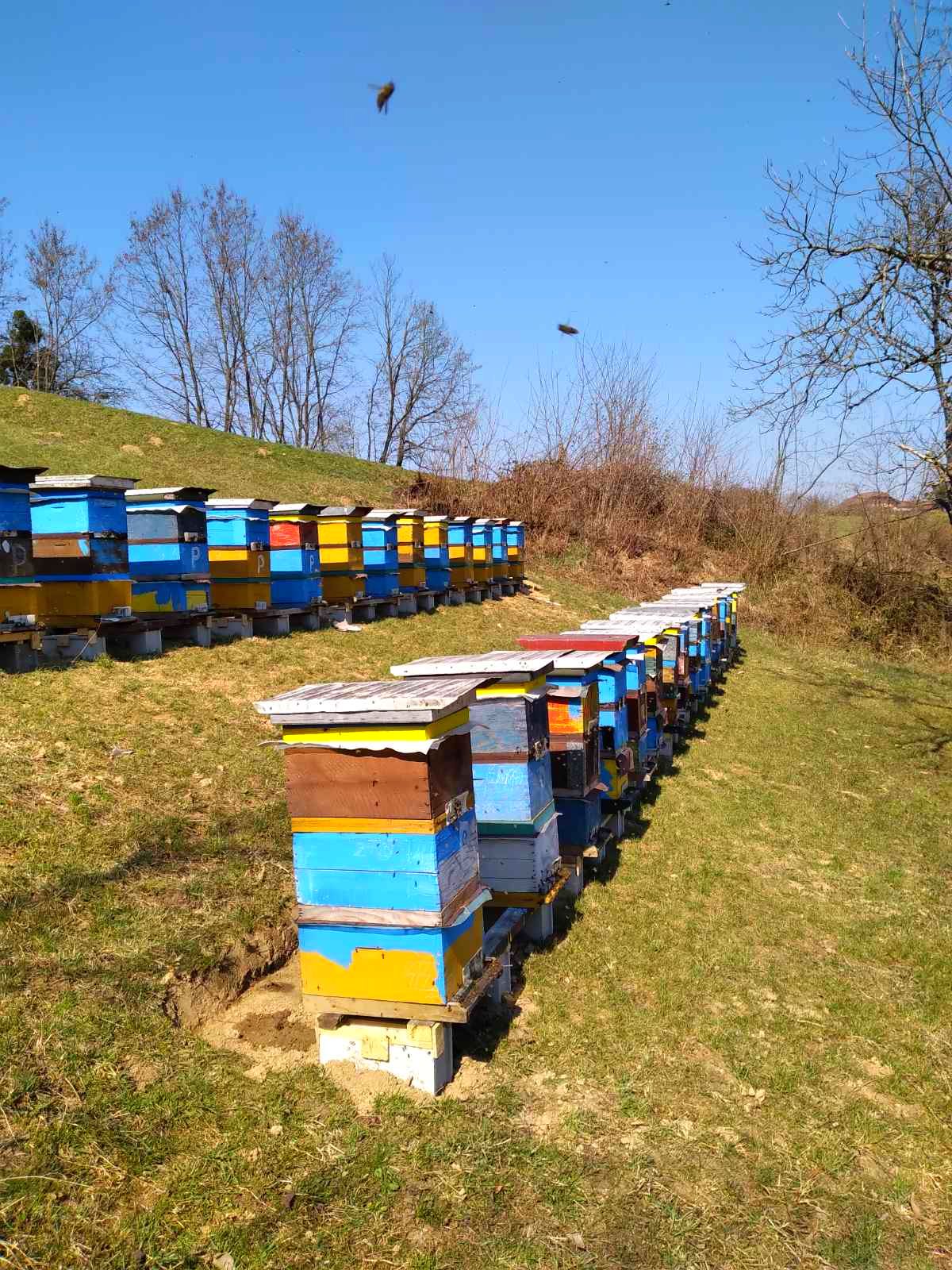 Pčelarstvo Kočanović Prijedor