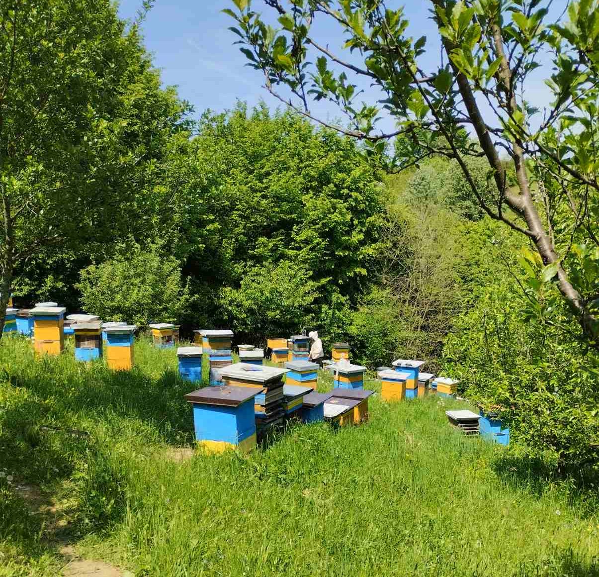 Pčelarstvo Kočanović Prijedor