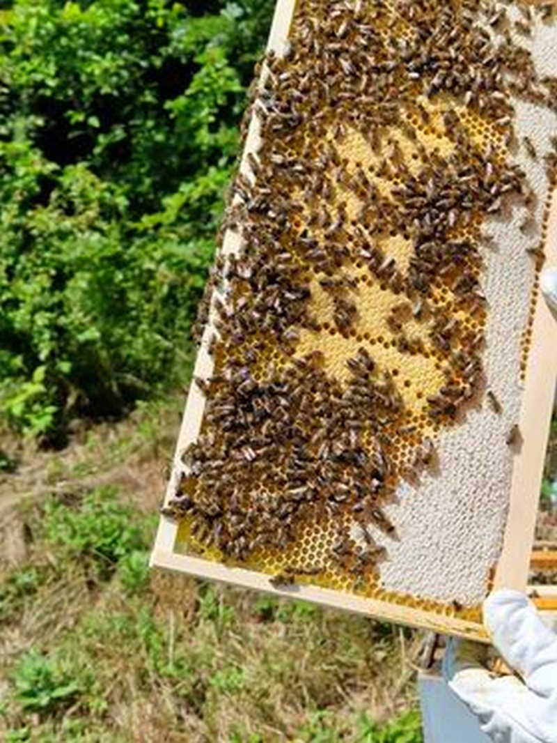 Hercegovačke pčele na ispaši u Nevesinju
