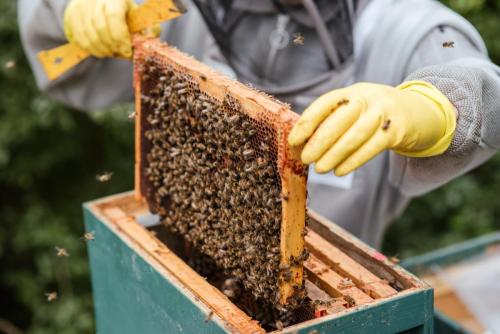 Pregled pčelinjaka