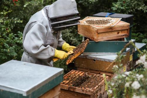 Rad u pčelinjaku